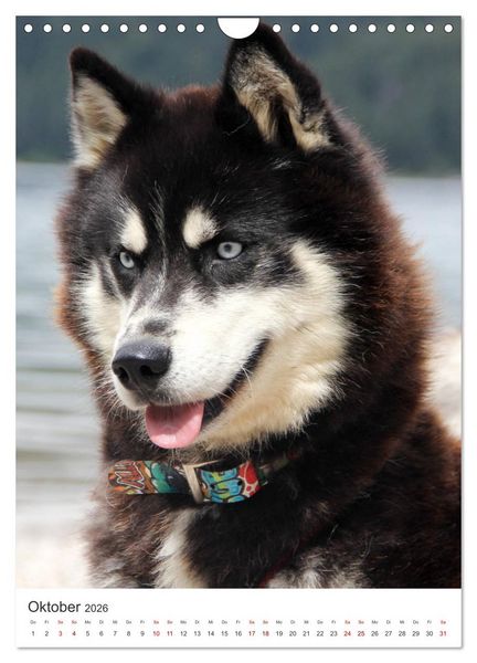 Produktbild: Faszination Husky (Wandkalender 2026 DIN A4 hoch), CALVENDO Monatskalender