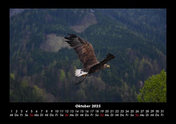 Produktbild: Adler 2025 Fotokalender DIN A3