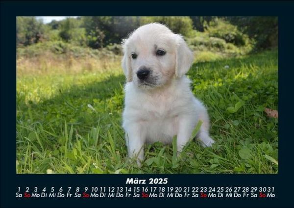Produktbild: Hunde 2025 Fotokalender DIN A5