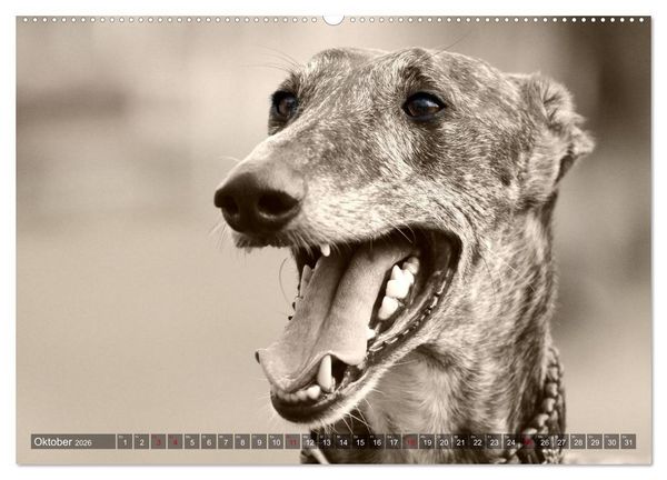 Produktbild: Galgo eye-catcher (Wandkalender 2026 DIN A2 quer), CALVENDO Monatskalender