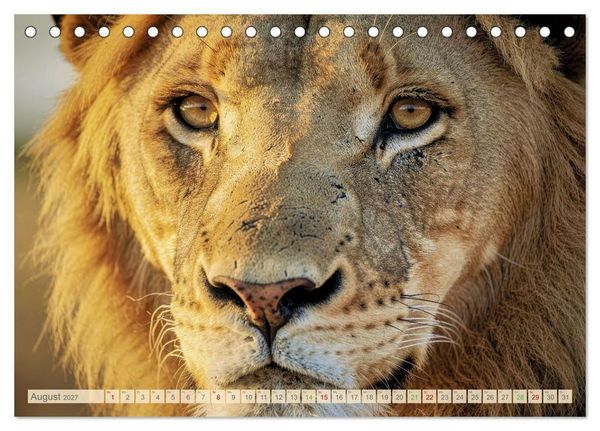 Produktbild: Die Augen der Wildnis (Tischkalender 2027 DIN A5 quer), CALVENDO Monatskalender