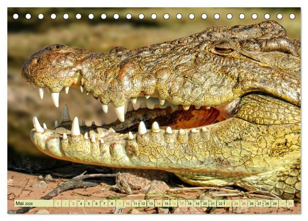 Produktbild: Urzeitreptilien - Krokodil (Tischkalender 2026 DIN A5 quer), CALVENDO Monatskalender