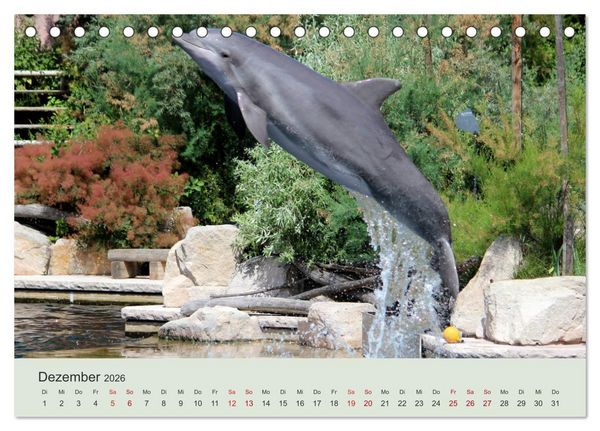 Produktbild: Die Welt der Delphine (Tischkalender 2026 DIN A5 quer), CALVENDO Monatskalender