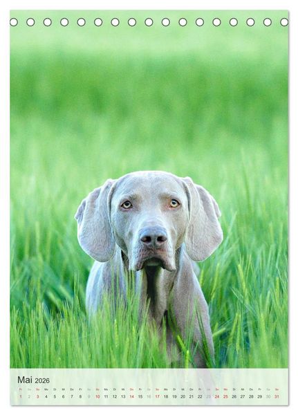 Produktbild: Hundepers&ouml;nlichkeiten (Tischkalender 2026 DIN A5 hoch), CALVENDO Monatskalender