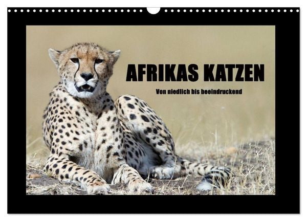 Produktbild: Afrikas Katzen (Wandkalender 2026 DIN A3 quer), CALVENDO Monatskalender