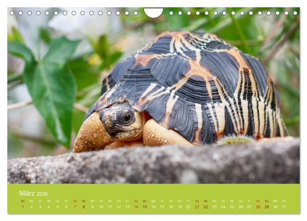Produktbild: Meine Schildkr&ouml;ten (Wandkalender 2026 DIN A4 quer), CALVENDO Monatskalender