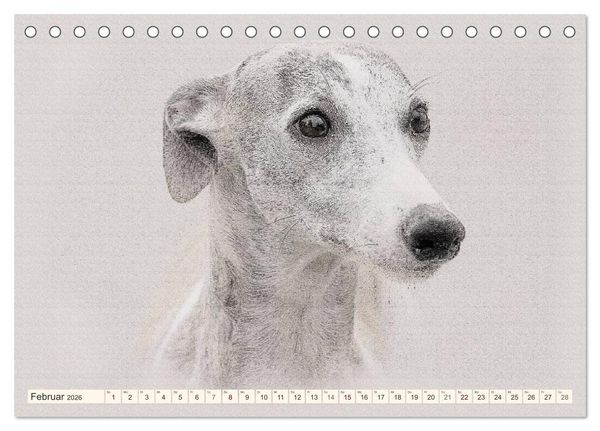 Produktbild: Whippet 2026 (Tischkalender 2026 DIN A5 quer), CALVENDO Monatskalender