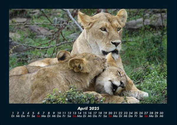 Produktbild: L&ouml;wen in der Wildnis 2025 Fotokalender DIN A4