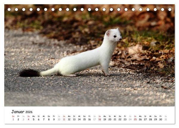 Produktbild: Hermelin - das wieselflinke Raubtier (Tischkalender 2026 DIN A5 quer), CALVENDO Monatskalender