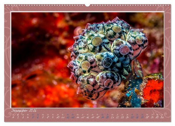Produktbild: Unterwasser Kunstwerke (hochwertiger Premium Wandkalender 2026 DIN A2 quer), Kunstdruck in Hochglanz
