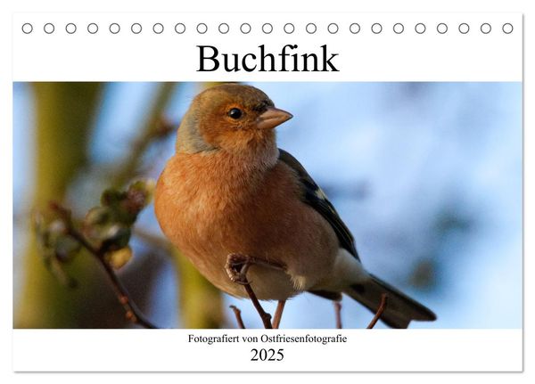 Buchfink - Fotografiert von Ostfriesenfotografie (Tischkalender 2025 DIN A5 quer), CALVENDO Monatskalender