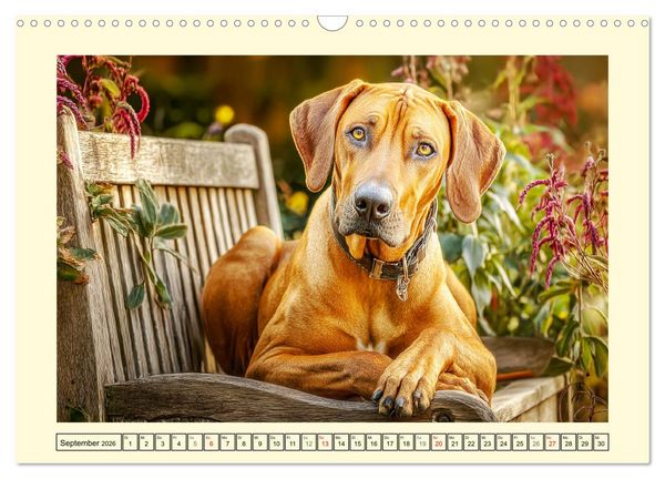 Produktbild: Rhodesian Ridgeback. Kraft und Sanftmut in vollkommener Balance (Wandkalender 2026 DIN A3 quer), CALVENDO Monatskalender