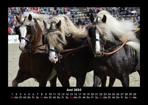 Produktbild: Pferde Kalender 2025 Fotokalender DIN A3
