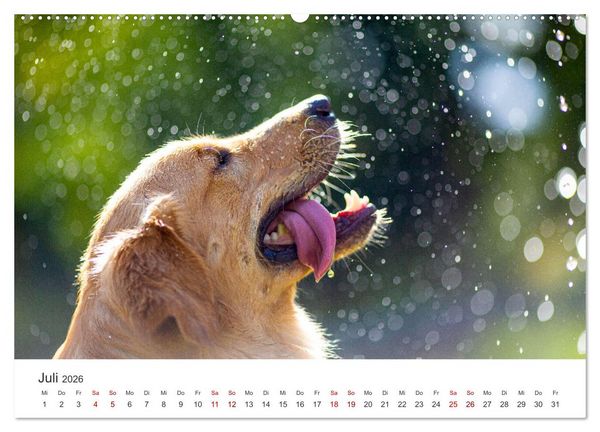 Produktbild: Golden Retriever - Die treuen Begleiter. (hochwertiger Premium Wandkalender 2026 DIN A2 quer), Kunstdruck in Hochglanz