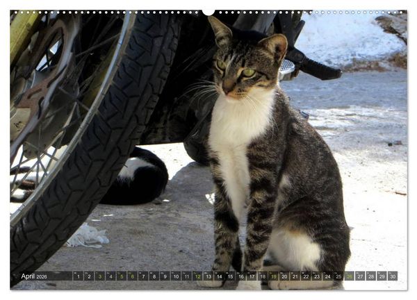 Produktbild: SAMTPFOTEN auf Mykonos (Wandkalender 2026 DIN A2 quer), CALVENDO Monatskalender