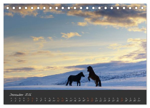 Produktbild: Islandpferde im Isi-Land (Tischkalender 2026 DIN A5 quer), CALVENDO Monatskalender
