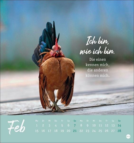 Produktbild: H&uuml;hner Postkartenkalender 2027 - Ach, du verr&uuml;cktes Huhn!