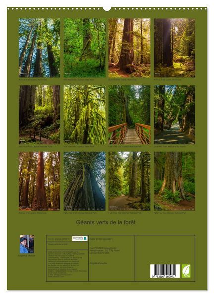 Produktbild: G&eacute;ants verts de la for&ecirc;t (Calendrier mural 2026 DIN A2 horizontal) calendrier de bureau