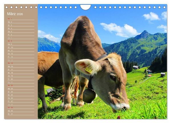 Produktbild: K&uuml;he / Geburtstagskalender (Wandkalender 2026 DIN A4 quer), CALVENDO Monatskalender