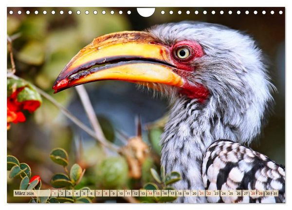 Produktbild: Afrikas Vogelwelt 2026 (Wandkalender 2026 DIN A4 quer), CALVENDO Monatskalender