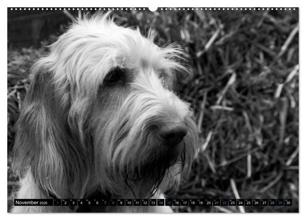 Produktbild: Carissimo Spinone Italiano (hochwertiger Premium Wandkalender 2026 DIN A2 quer), Kunstdruck in Hochglanz