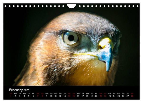 Produktbild: Birds of South Africa (Wall Calendar 2026 DIN A4 landscape), CALVENDO 12 Month Wall Calendar