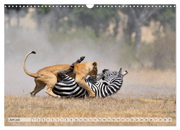 Produktbild: Faszination Afrika: L&ouml;wen (Wandkalender 2026 DIN A3 quer), CALVENDO Monatskalender