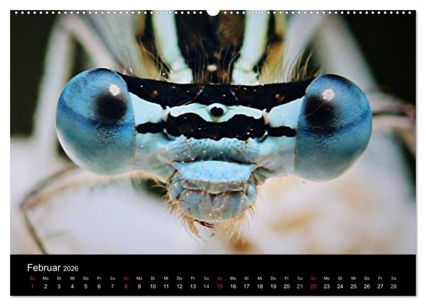 Produktbild: Makro-Kalender 2026 (Wandkalender 2026 DIN A2 quer), CALVENDO Monatskalender