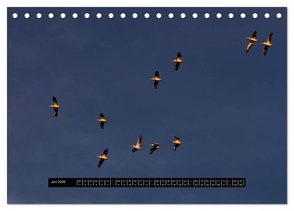 Produktbild: Florida Impressionen (Tischkalender 2026 DIN A5 quer), CALVENDO Monatskalender