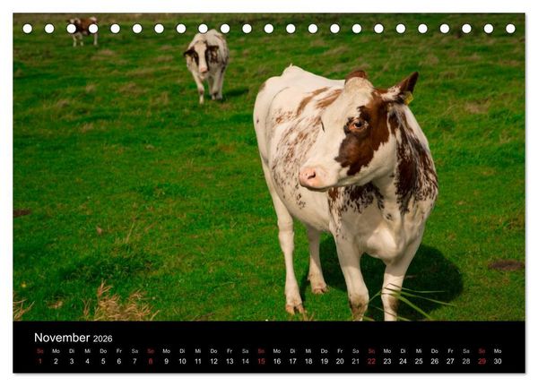 Produktbild: Pellworm 2026 (Tischkalender 2026 DIN A5 quer), CALVENDO Monatskalender