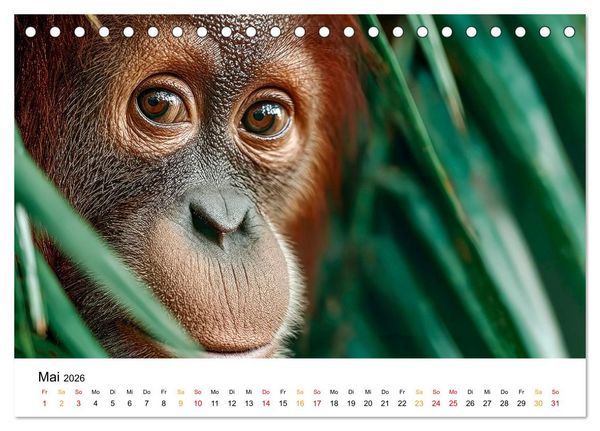 Produktbild: Orang Utans - Leben in den Baumkronen (Tischkalender 2026 DIN A5 quer), CALVENDO Monatskalender