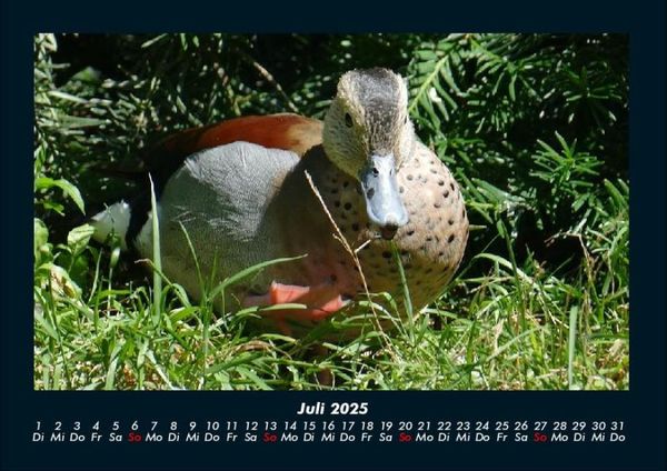 Produktbild: Enten 2025 Fotokalender DIN A4