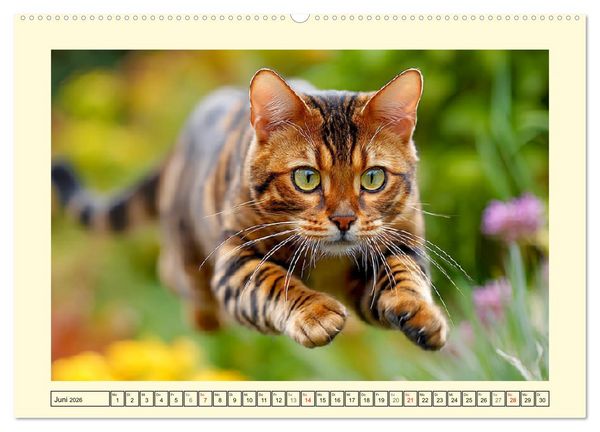 Produktbild: Toyger Katzen. Der exotische Mini-Tiger im Garten (Wandkalender 2026 DIN A2 quer), CALVENDO Monatskalender