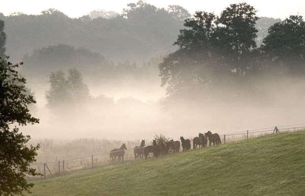 Produktbild: Trakehner - Des K&ouml;nigs letzte Pferde