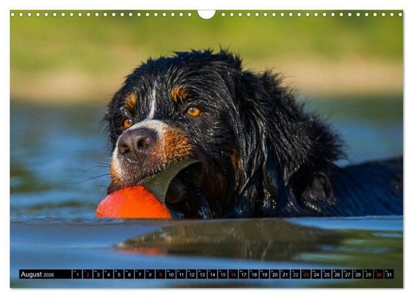 Produktbild: Berner Sennenhunde in Action (Wandkalender 2026 DIN A3 quer), CALVENDO Monatskalender