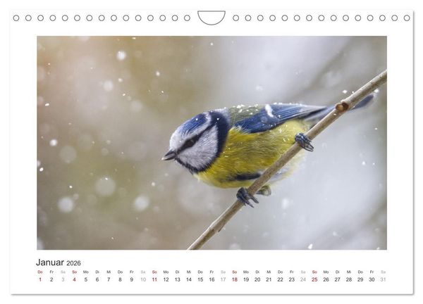 Produktbild: Gefiederte Garteng&auml;ste, Blaumeisen (Wandkalender 2026 DIN A4 quer), CALVENDO Monatskalender