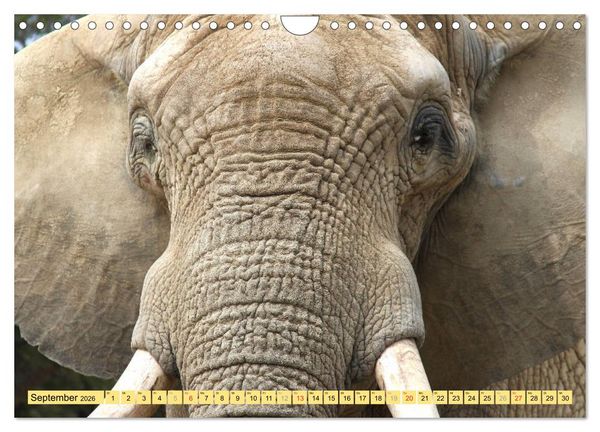 Produktbild: Tiere Schau mir in die Augen (Wandkalender 2026 DIN A4 quer), CALVENDO Monatskalender