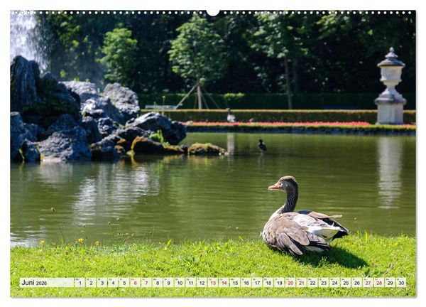 Produktbild: Graug&auml;nse in heimischer Umgebung (hochwertiger Premium Wandkalender 2026 DIN A2 quer), Kunstdruck in Hochglanz