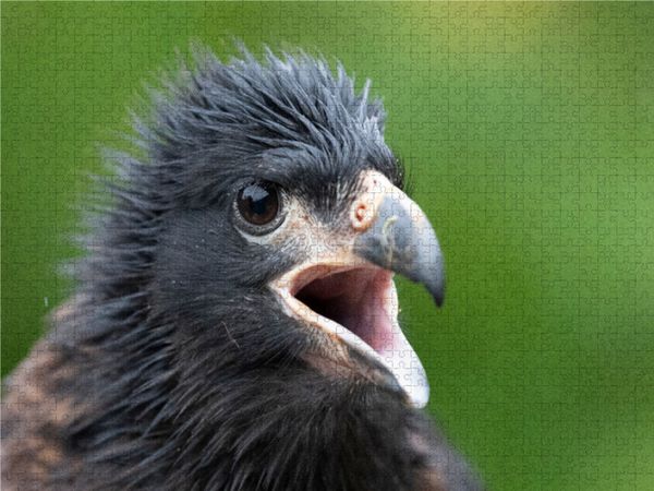Produktbild: CALVENDO Puzzle Ein Motiv aus dem Kalender Greifv&ouml;gel und Eulen | 1000 Teile Lege-Gr&ouml;&szlig;e 64x48cm Foto-Puzzle f&uuml;r gl&uuml;ckliche Stunden