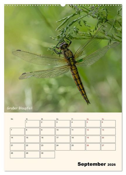 Produktbild: Libellen - Flugk&uuml;nstler in Bayern (Wandkalender 2026 DIN A2 hoch), CALVENDO Monatskalender
