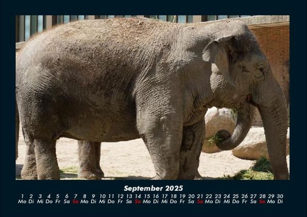 Produktbild: Elefanten - Die sanften Riesen Afrikas 2025 Fotokalender DIN A4