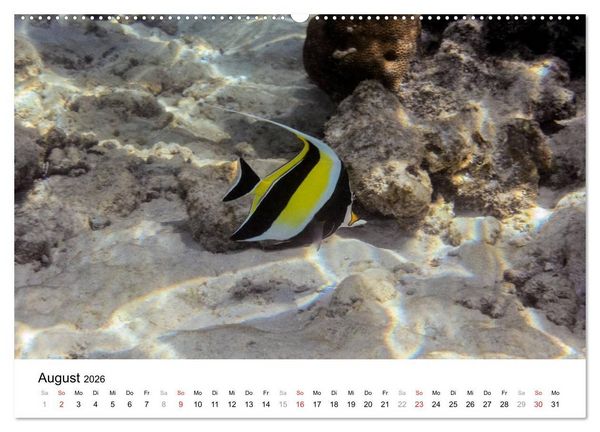 Produktbild: Unterwasserwelt der Malediven II (Wandkalender 2026 DIN A2 quer), CALVENDO Monatskalender
