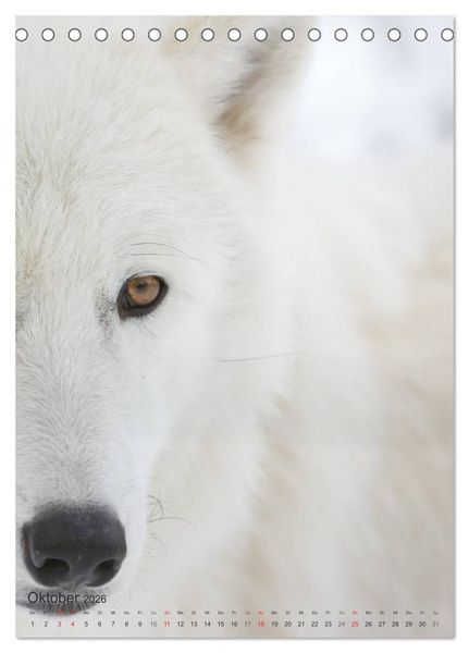 Produktbild: Emotionale Momente: Der Wolf. (Tischkalender 2026 DIN A5 hoch), CALVENDO Monatskalender