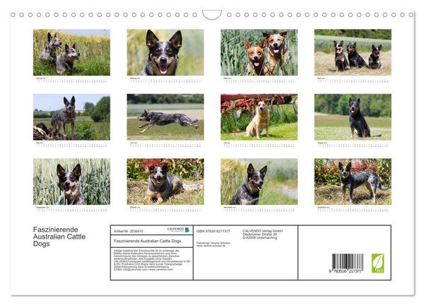 Produktbild: Faszinierende Australian Cattle Dogs (Wandkalender 2026 DIN A3 quer), CALVENDO Monatskalender