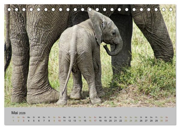 Produktbild: Safari Impressionen / Kenia (Tischkalender 2026 DIN A5 quer), CALVENDO Monatskalender