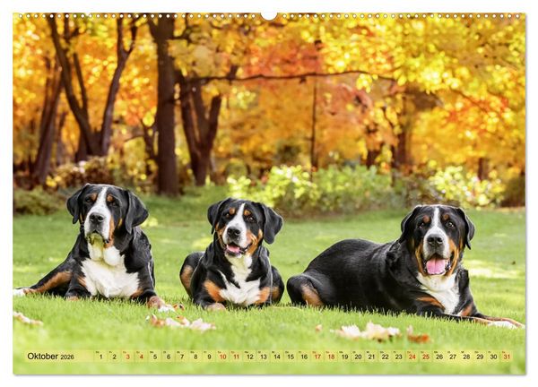 Produktbild: Schweizer Sennenhunde - Appenzeller - Berner - Entlebucher - Gro&szlig;e Schweizer (hochwertiger Premium Wandkalender 2026 DIN A2 quer), Kunstdruck in Hochglanz