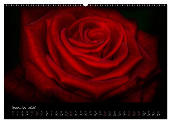 Produktbild: Serenade - Visuelle Musik der Blumen (Wandkalender 2026 DIN A2 quer), CALVENDO Monatskalender