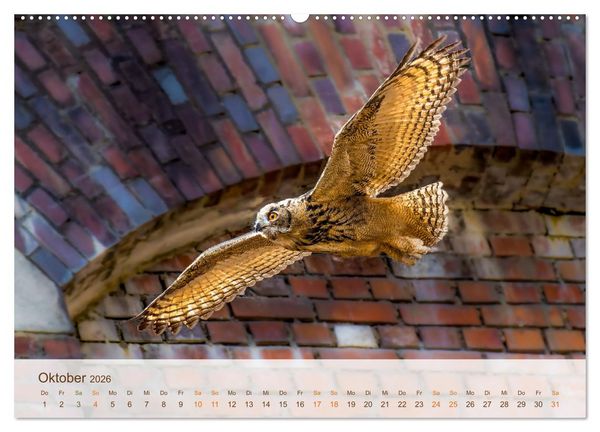Produktbild: Uhu Highlights (Wandkalender 2026 DIN A2 quer), CALVENDO Monatskalender