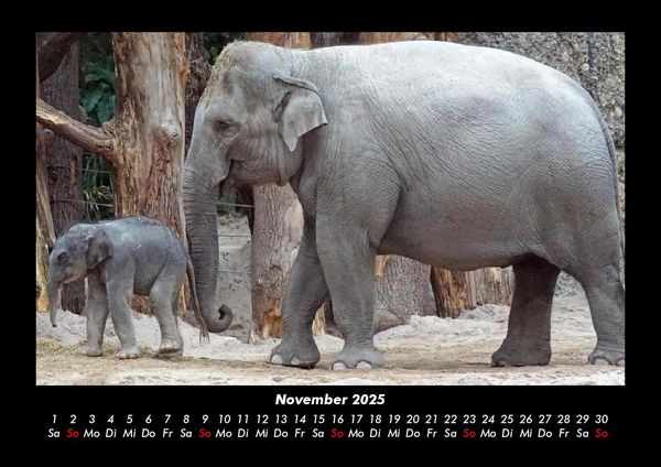 Produktbild: Der Elefantenkalender 2025 Fotokalender DIN A3