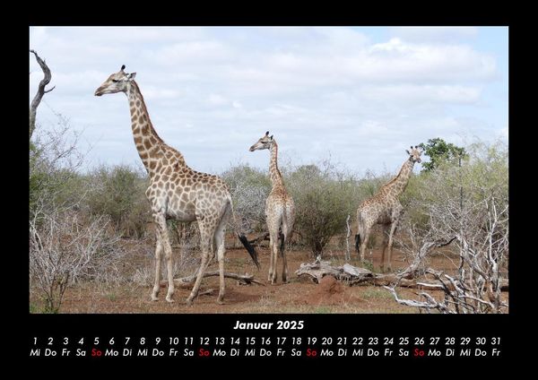 Produktbild: Giraffen 2025 Fotokalender DIN A3